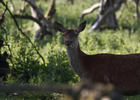 Deer head Stock Photos