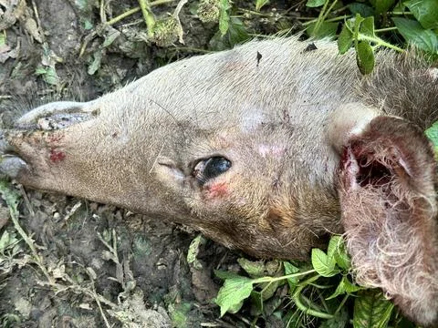 Deer head Stock Photos