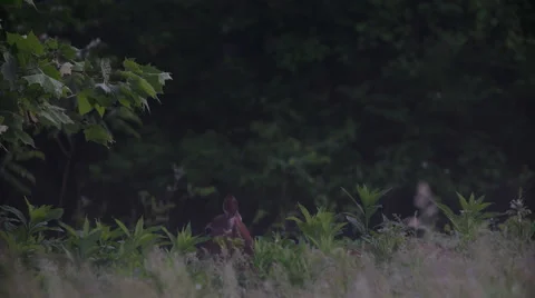 Deer head pops up across meadow Stock Footage 50767594