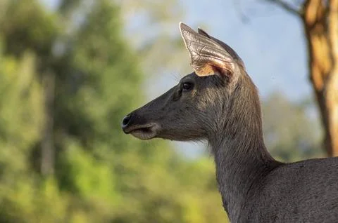 Deer head on the side. Deer are looking at something carefully. The backgro.. Stock Photos