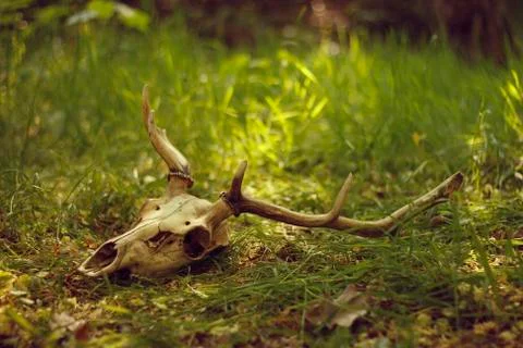 Deer head skeleton lying on the grass Stock Photos