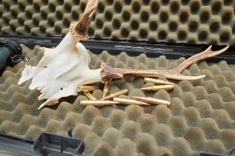 Deer head trophy and bullets on the dark background. Stock Photos