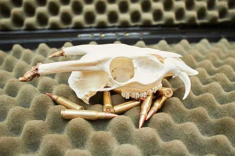 Deer head trophy and bullets on the dark background. Stock Photos