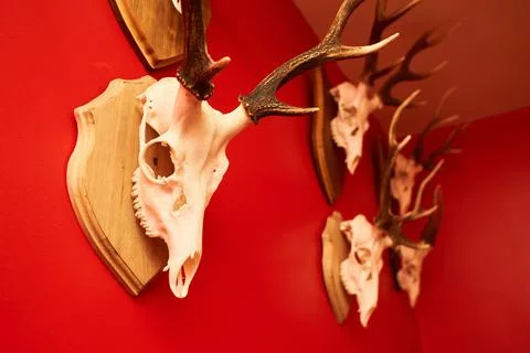 Deer head trophy collection on a red wall. Stock Photos