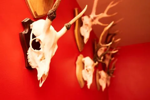 Deer head trophy collection on a red wall. Stock Photos
