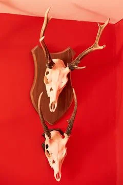 Deer head trophy collection on a red wall. Stock Photos