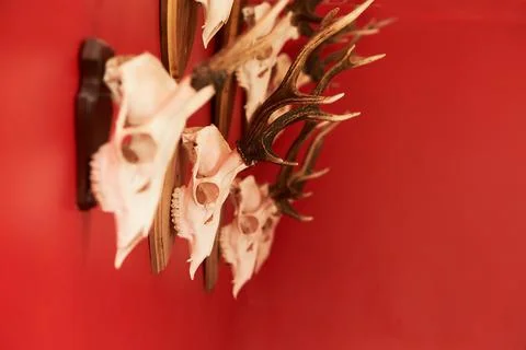 Deer head trophy collection on a red wall. Stock Photos