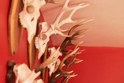 Deer head trophy collection on a red wall. Stock Photos