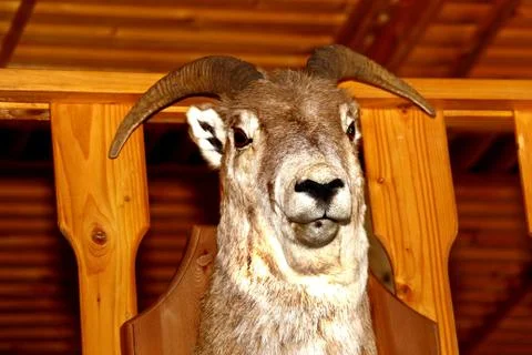Deer head as a trophy hunter after the hunt Stock Photos