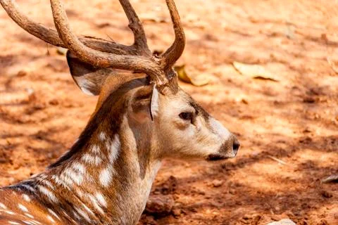 A Deer - Head View Stock Photos