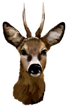 Deer head on a white background Stock-Illustration