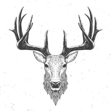Deer head on white Stock Illustration
