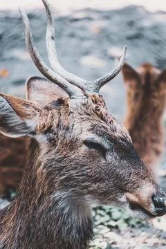 Deer headshot Stock Photos