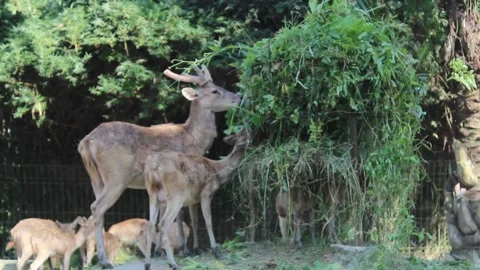 A deer with her child eating grass provided by the zoo staff Stock Footage 233759503