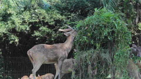 A deer with her child eating grass provided by the zoo staff Stock Footage 233759524