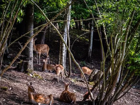 Deer herd of animals lying in the forest, wild nature, sunny day, greenery .. Stock Photos