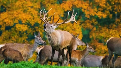  Deer Herd in Autumn Forest Stock Footage 323140927