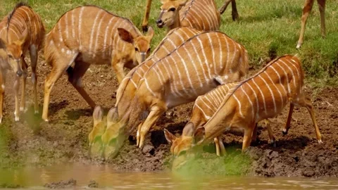 Deer Herd drinking  Stock Footage 310864070