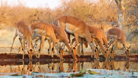 Deer Herd Drinking Water at Quiet Riverside Stock Footage 322548649