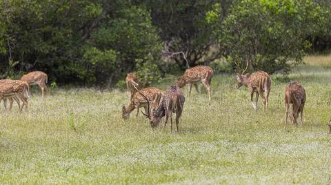Deer herd eats grass, Sri Lanka 스톡 사진