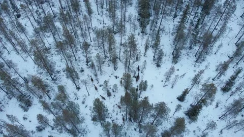 Deer Herd escaping from danger running into Snowy Lapland Fir Forest - Stock Footage 150004123