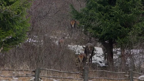 Deer, herd of females. Stock Footage 123701248