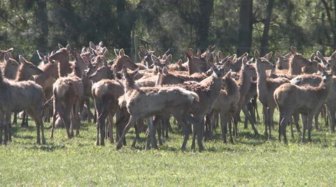 Deer herd Stock Footage 882639