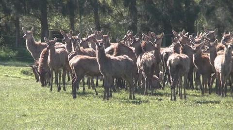 Deer herd Stock Footage 883404
