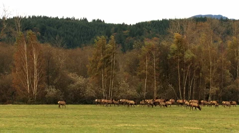 Deer herd  Stock Footage 919717