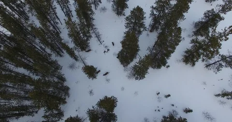 Deer Herd in Forest Vídeo Stock 89110548