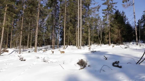 A deer herd in forest in winter Stock Footage 143482681