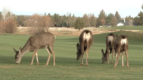 Deer Herd On Golf Course Stock-Footage 69838103