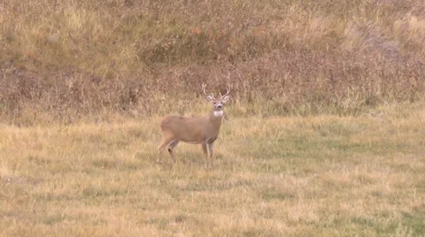Deer Herd in a Grassy Field Stock Footage 34174490