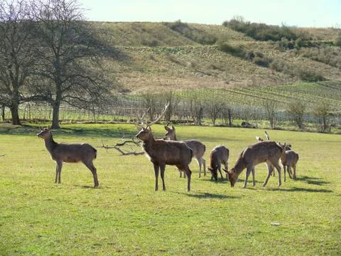 Deer herd grazes grass. Herd leader is watching for security Stock Photos
