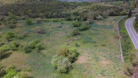 Deer Herd Grazing in Green Meadow near Karytaina, Greece Stock Footage 337037664