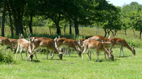 Deer Herd Grazing in the Wild Stock Footage 64727067