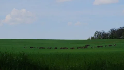 Deer herd in a green lush meadow Stock Footage 242367904