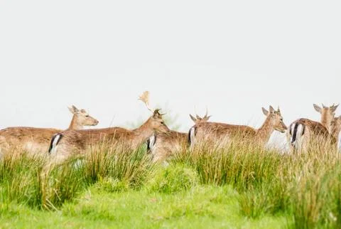 Deer herd on a meadow Stock Photos