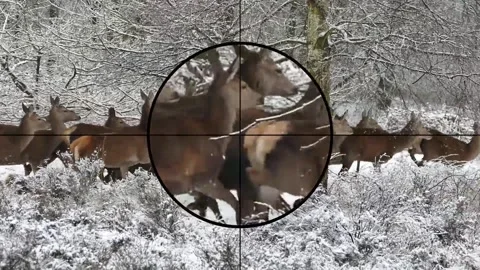 Deer Herd Passing Through Hunter's Binoculars - Animated Wildlife Scene Stock Footage 307468685