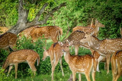 Deer Herd Stock Photos