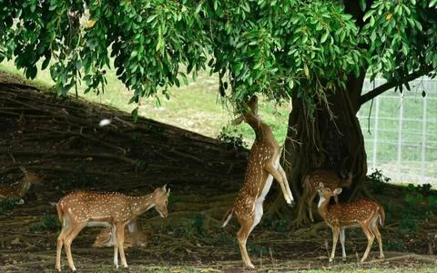 Deer Herd Stock Photos