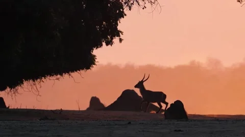 Deer Herd Resting in Warm Sunset Light Stock Footage 321841155