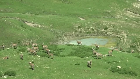 Deer Herd Roaming on the Mountainside and Eating Grass Stock-Footage 242505035