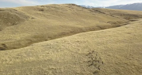 Deer Herd Runs Through Grassy Wilderness, Mountain Range, Aerial Drone Shot Stock Footage 281768354