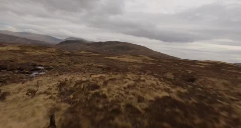 Deer herd, Scotland Video stock 265143280
