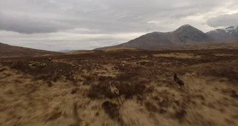Deer herd, Scotland Stock Footage 265143305
