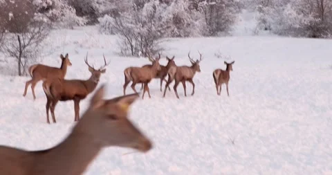 Deer herd on the snowy clearing in the forest Stock Footage 201289509