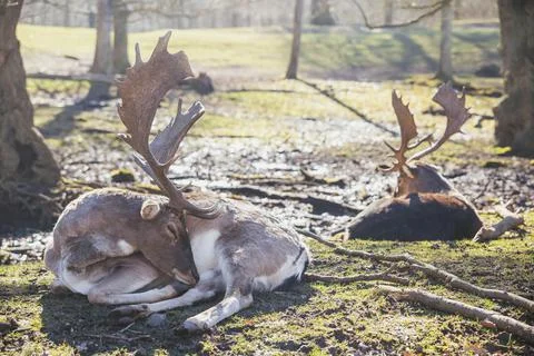 Deer herd in spring forest in Denmark Stock Photos