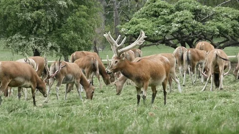 Deer herd standing in field, U.K countryside. Stock-Footage 107777822