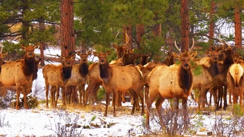 Deer Herd Standing in Forest Stock Footage 323143339